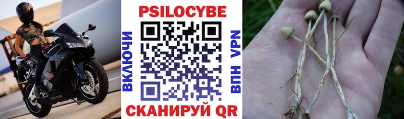 Галлюциногенные грибы Psilocybe  где можно купить   Гороховец 